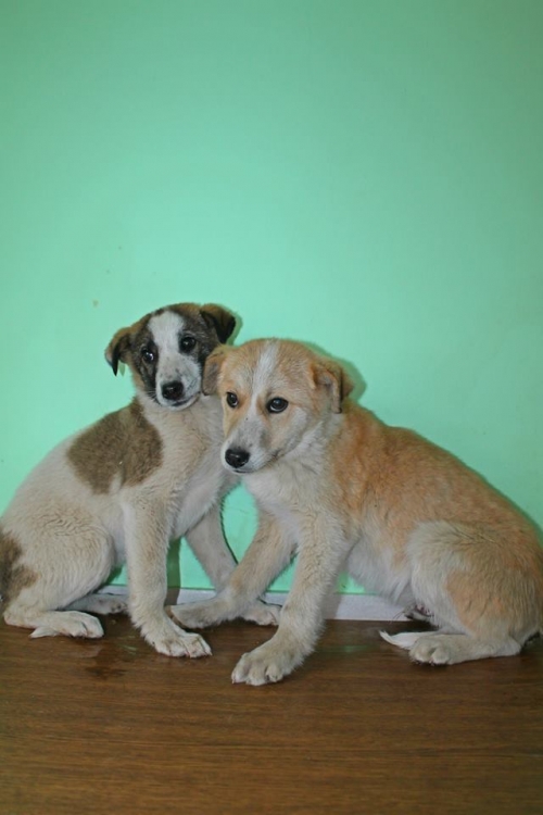 მეტისის ლეკვები უსახელო