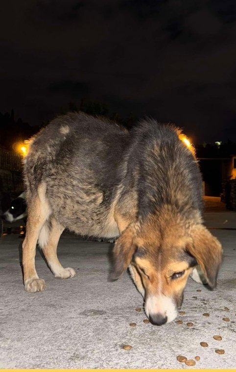 მეტისი. სოფ. მაკვანეთი