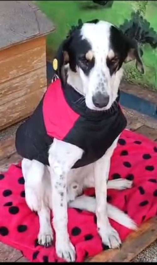 მეტისი ბონი