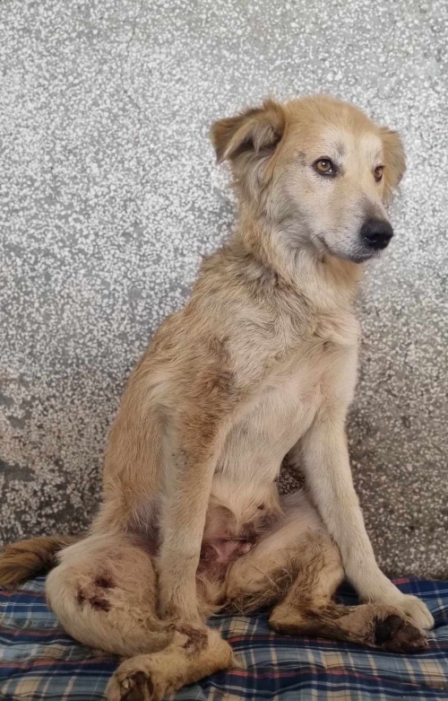 მეტისი სამტრედია