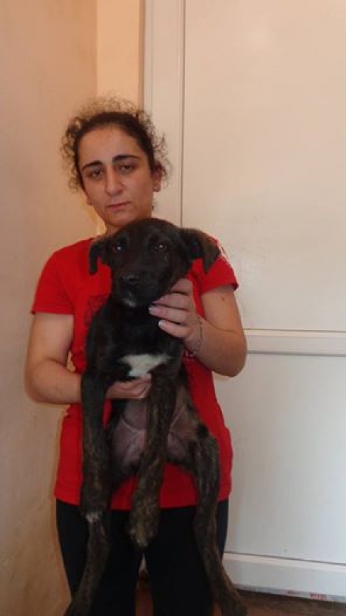 მეტისი უსახელო