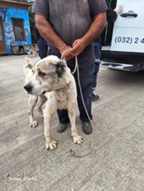 ქართული ნაგაზი გადმოყვანილია მუნიციპალური თავშესაფრიდან