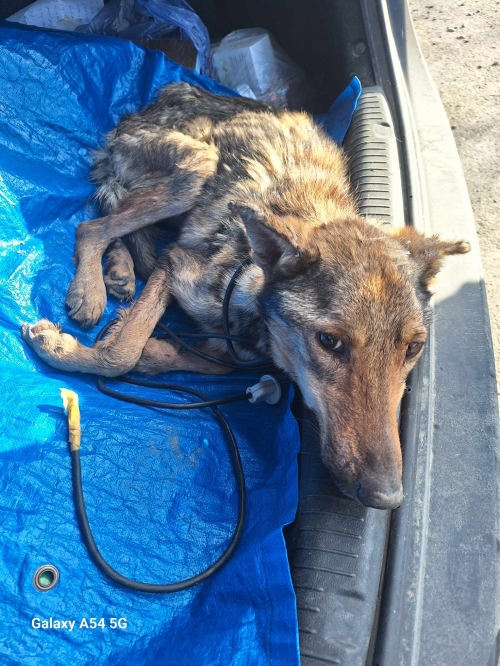 მეტისი თეთრიწყაროს რაიონი