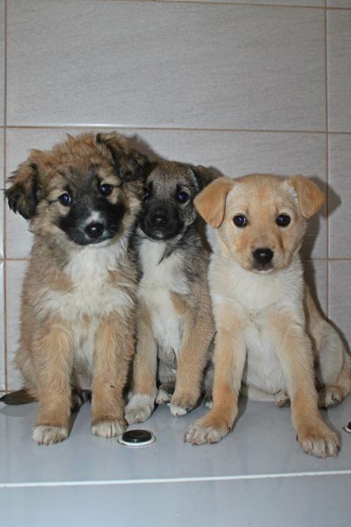 მეტისის ლეკვები უსახელო