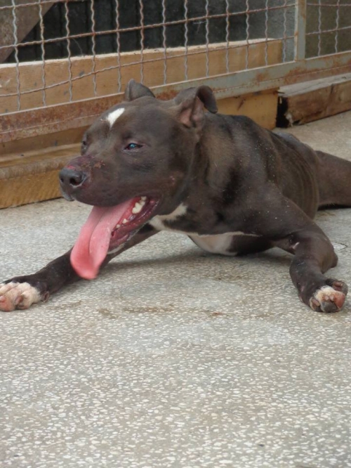 პიტი უსახელო