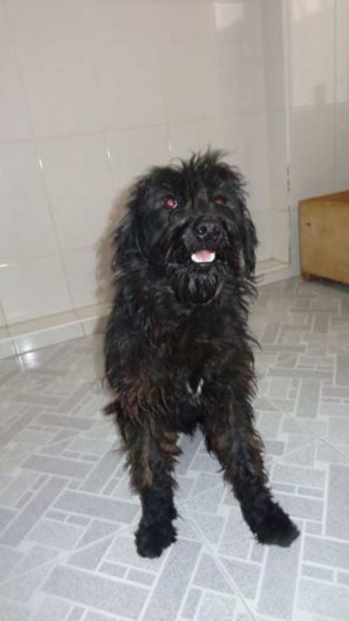 ბალონკა უსახელო