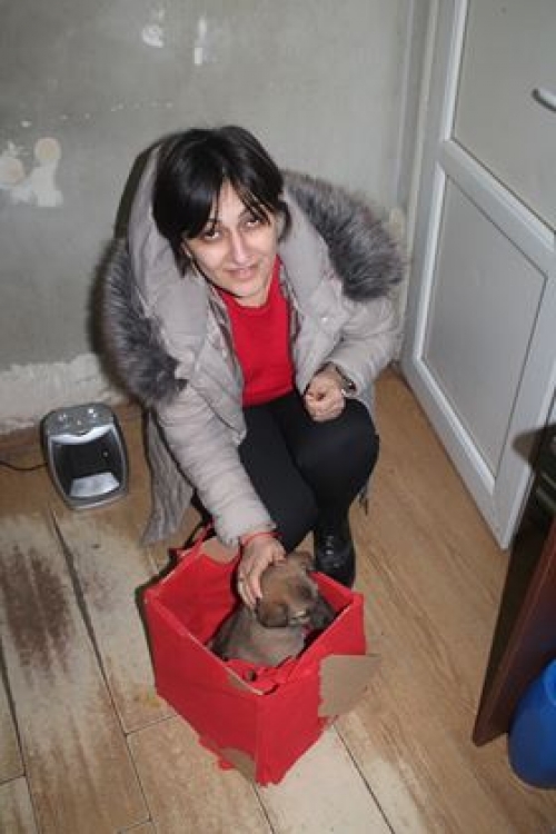 ქართული ქოფაკი უსახელო