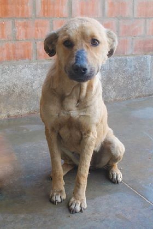 მეტისი უსახელო