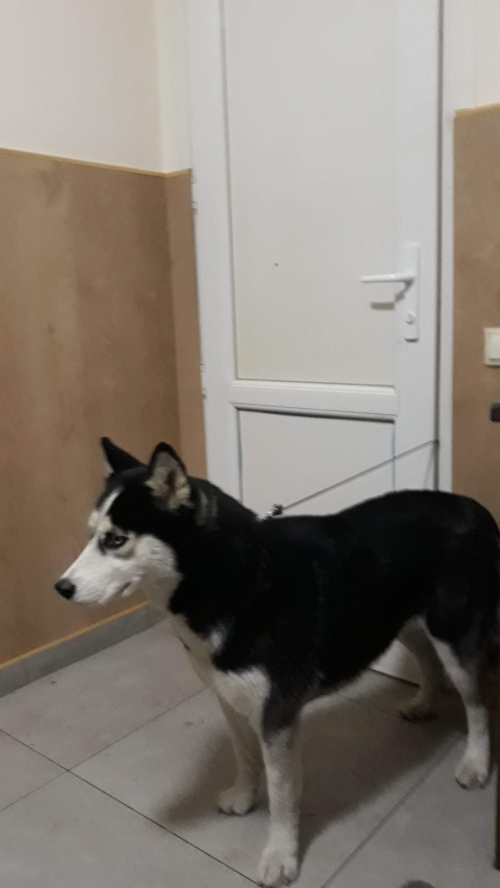 ლაიკა უსახელო