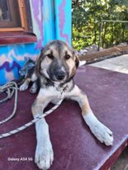 მეტისი ისნის რაიონი შირაკის 13 ნომერში ყავს მიკედლებული აიშა ბაბაიანს.