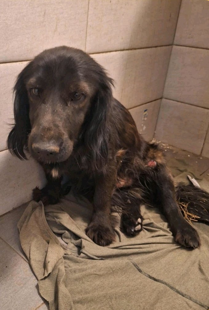 მეტისი. დიდი დიღომი