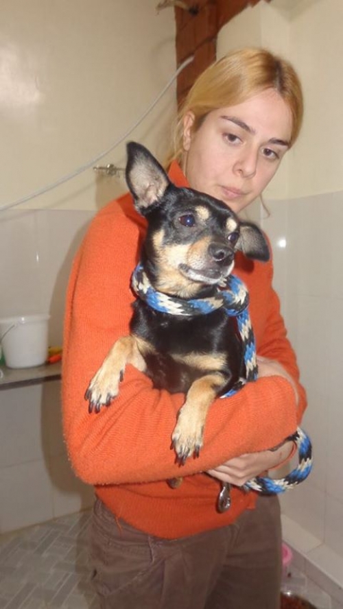 ტოი ტერიერ ბიბი