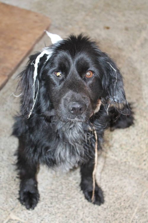 რუსული კოკერ სპანელი უსახელო