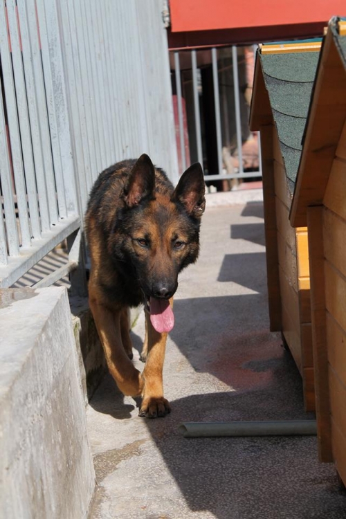 გერმანული ნაგაზი ჯებე