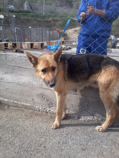 გერმანული ნაგაზი ლედი