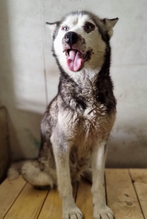 ლაიკა უსახელო