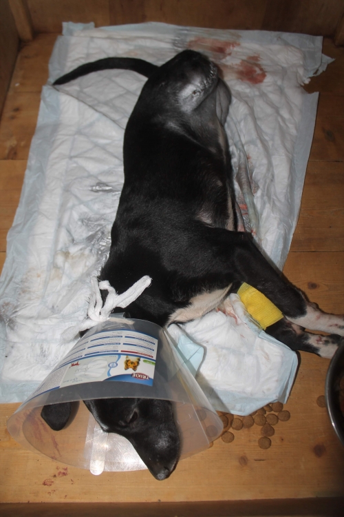 მეტისი უსახელო