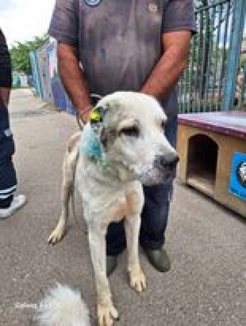 ქართული ნაგაზი გადმოყვანილია მუნიციპალური თავშესაფრიდან