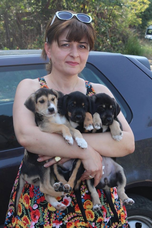 მეტისის ლეკვები უსახელო