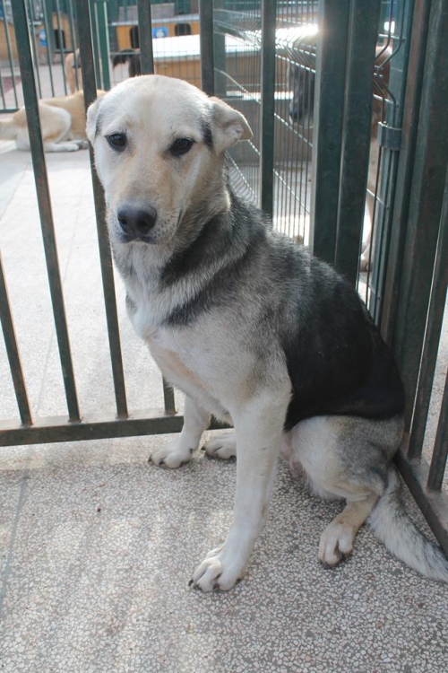 აღმოსავლეთ ევროპული ნაგაზი უსახელო