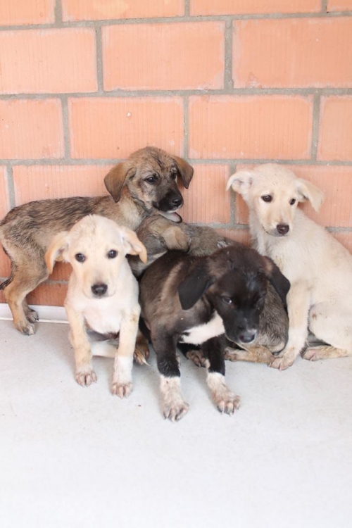 მეტისის ლეკვები უსახელო