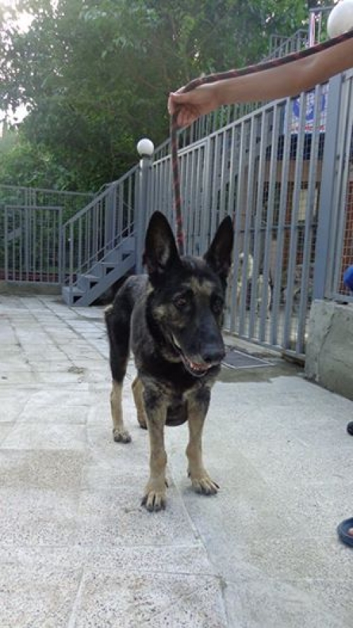 აღმოსავლეთ ევროპული ნაგაზი ლინდა