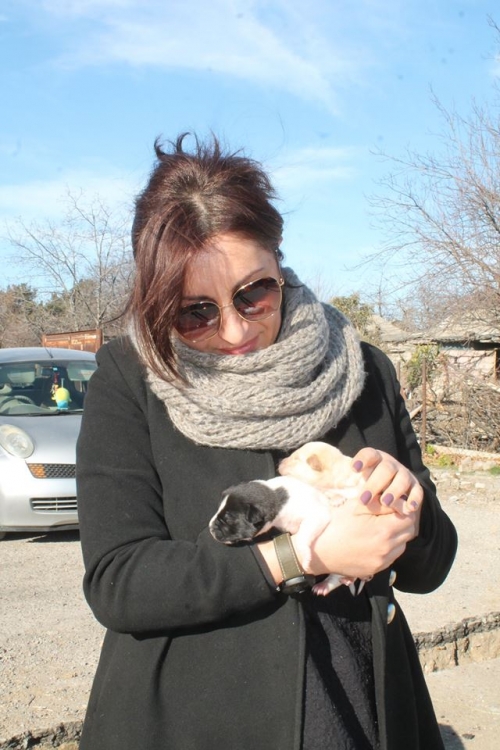 მეტისის ლეკვები უსახელო