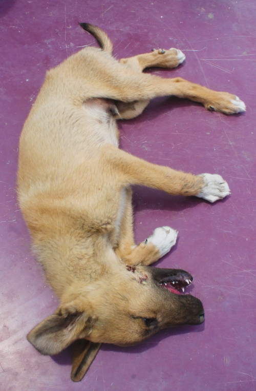 მეტისი ბობიკა