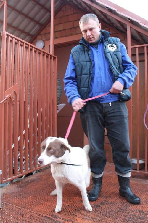 მეტისი მულტიკა