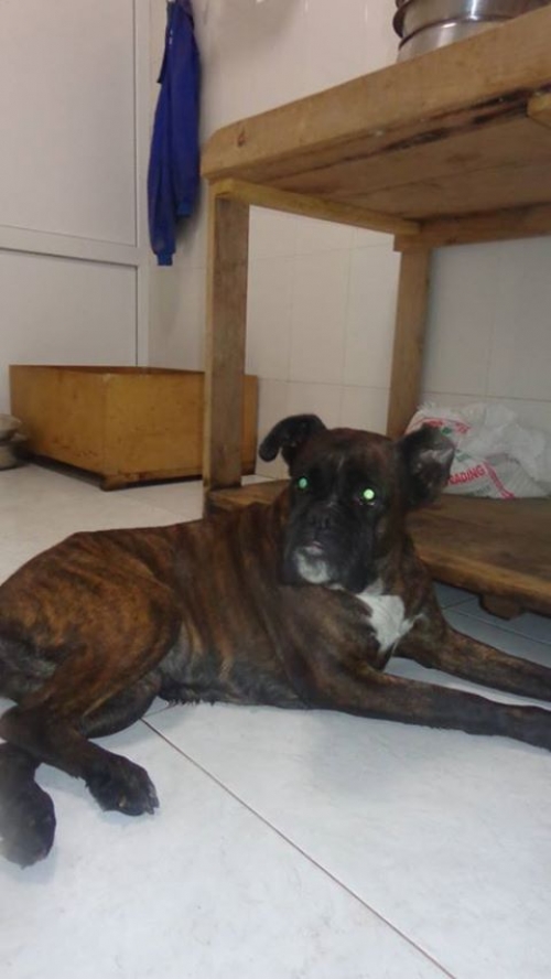 ბოქსიორი ჯესი