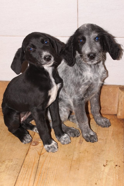 მეტისის ლეკვები უსახელო