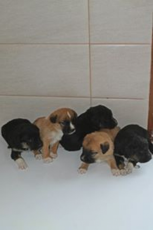 მეტისის ლეკვები უსახელო