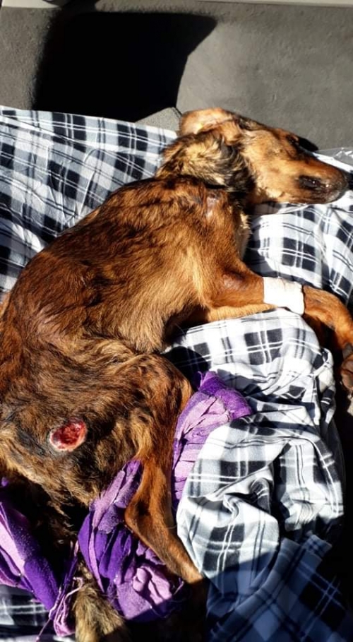 მეტისი უსახელო