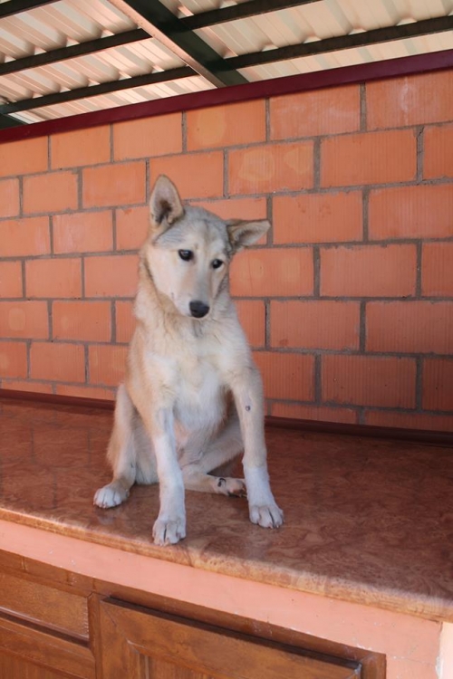 ლაიკა ლეგა