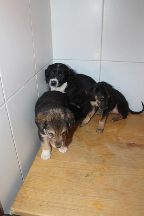 სპანიელის მეტისი უსახელო