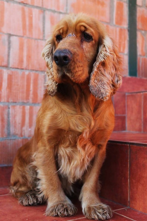 კოკერსპანიელი უსახელო