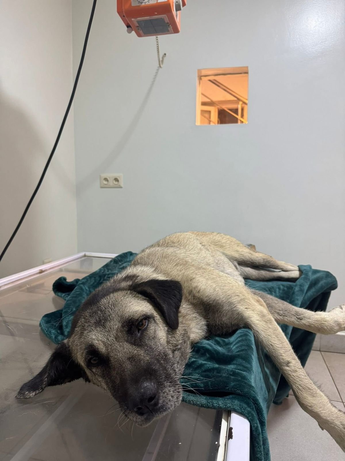 მეტისი. ქსანი