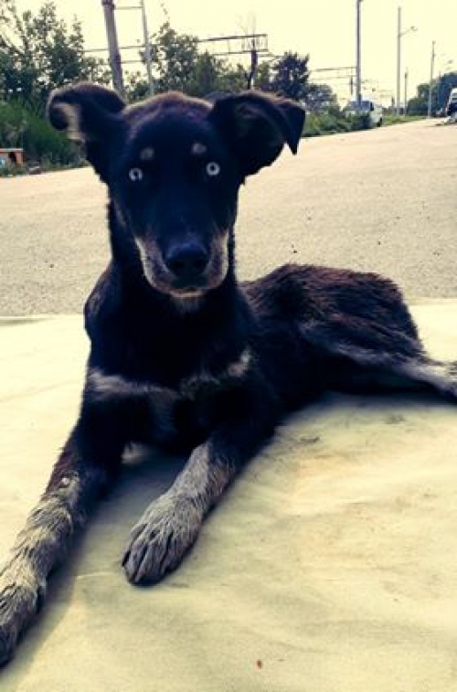 მეტისი უსახელო