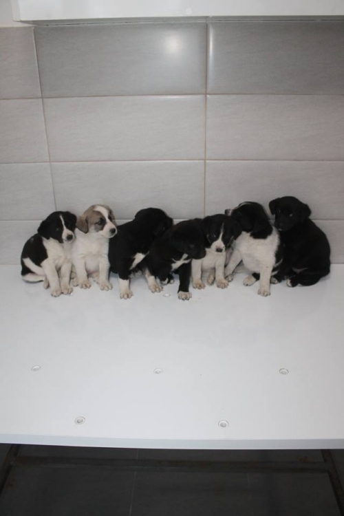 მეტისის ლეკვები უსახელო