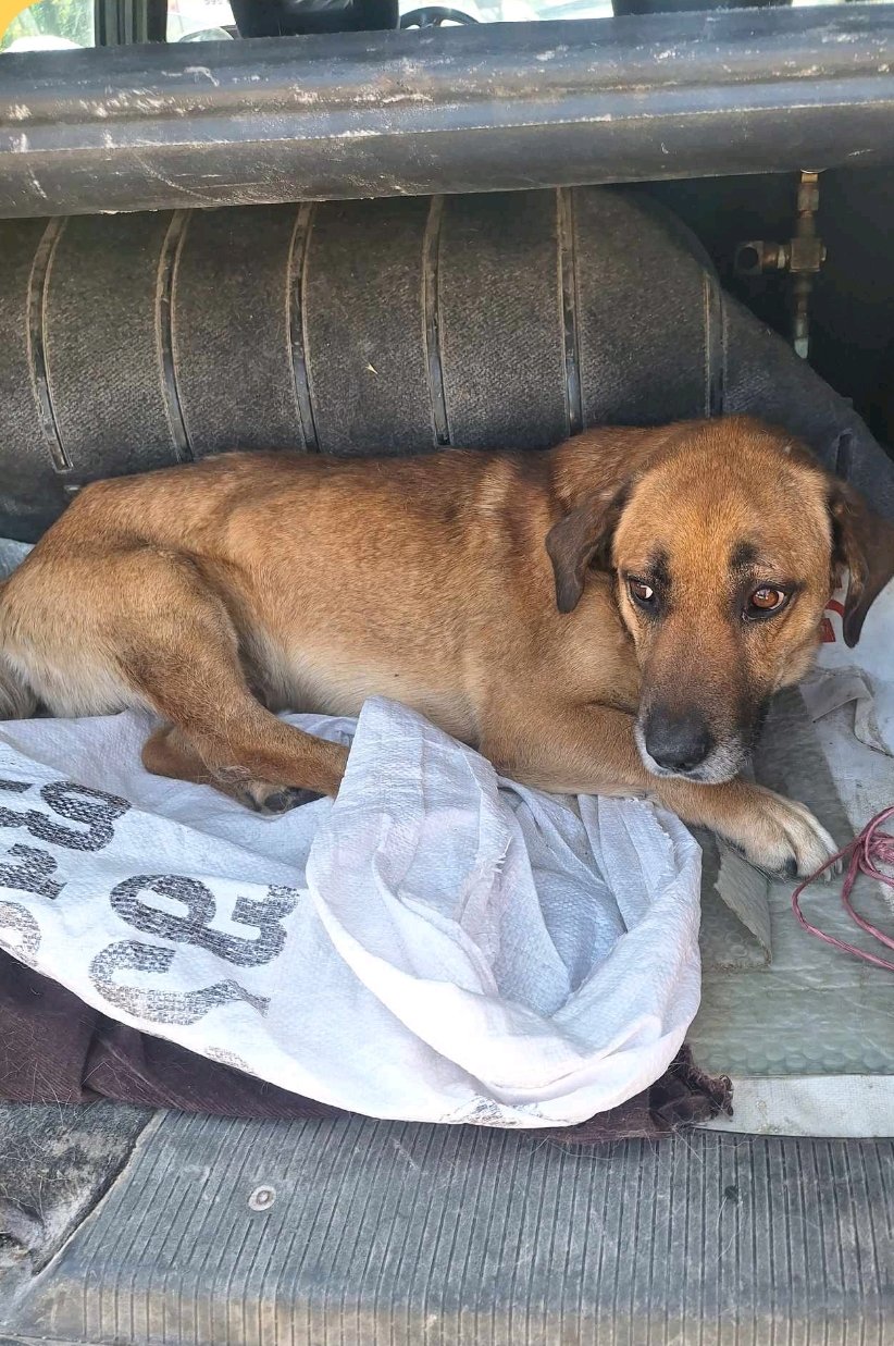 მეტისი. წინწყარო