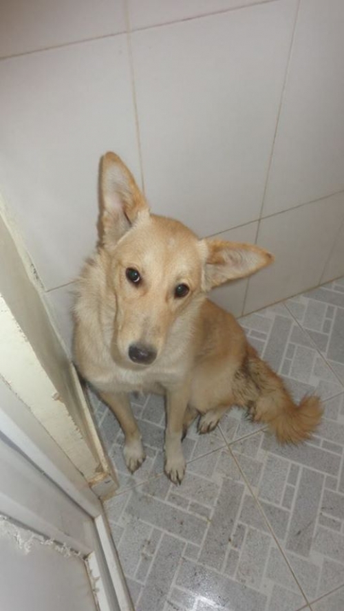 მეტისი უსახელო