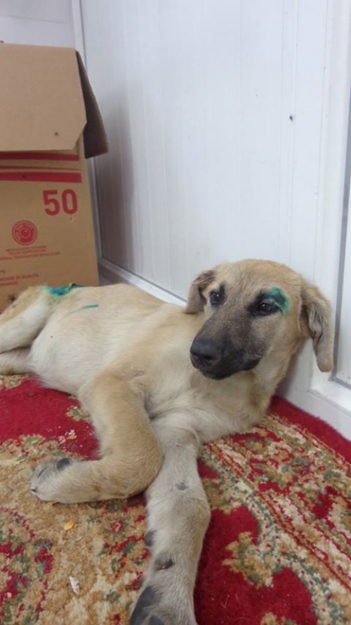 მეტისი უსახელო