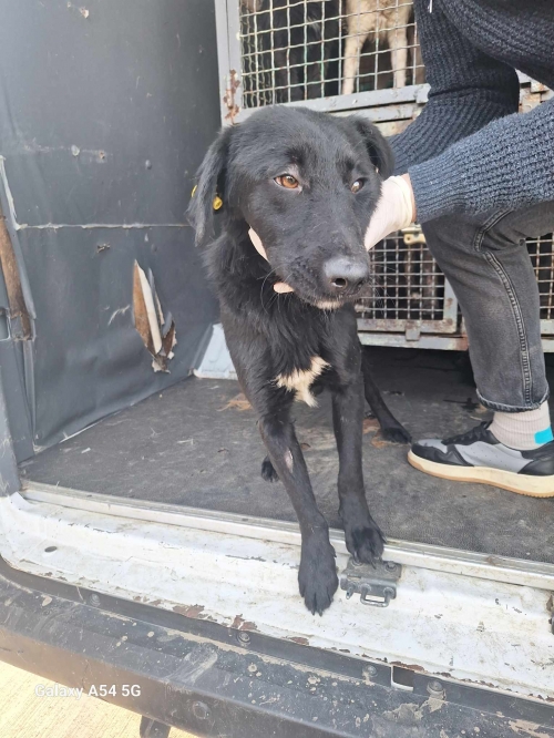 მეტისი გადმოყვანილია მუნიციპალური თავშესაფრიდან. მოსკოვის პროსპექტის ძაღლი