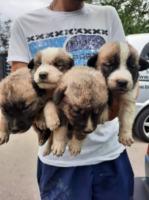 მეტისი ნაპოვნია ასურეთში