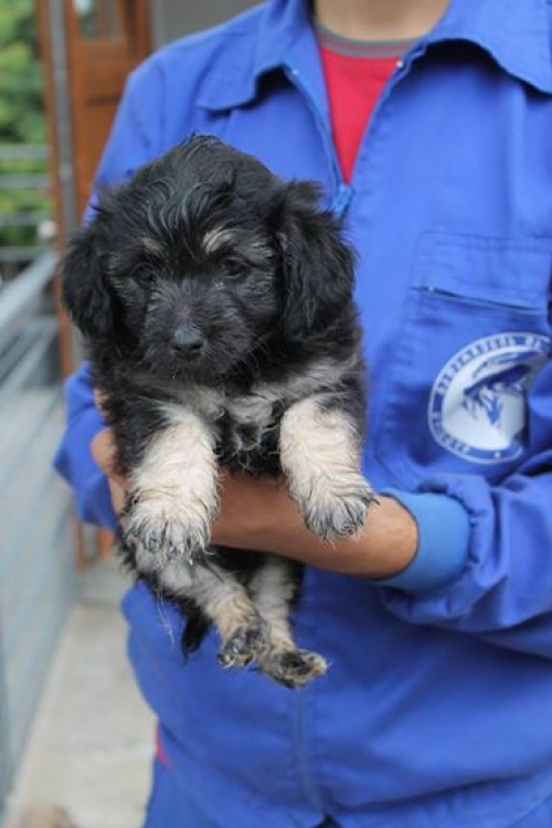 პუდელის მეტისი უსახელო