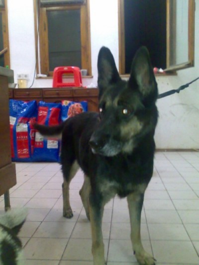 * გაჩუქებულები