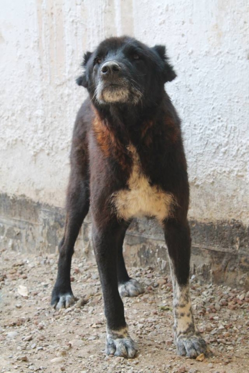 ქართული ქოფაკი ბათურა