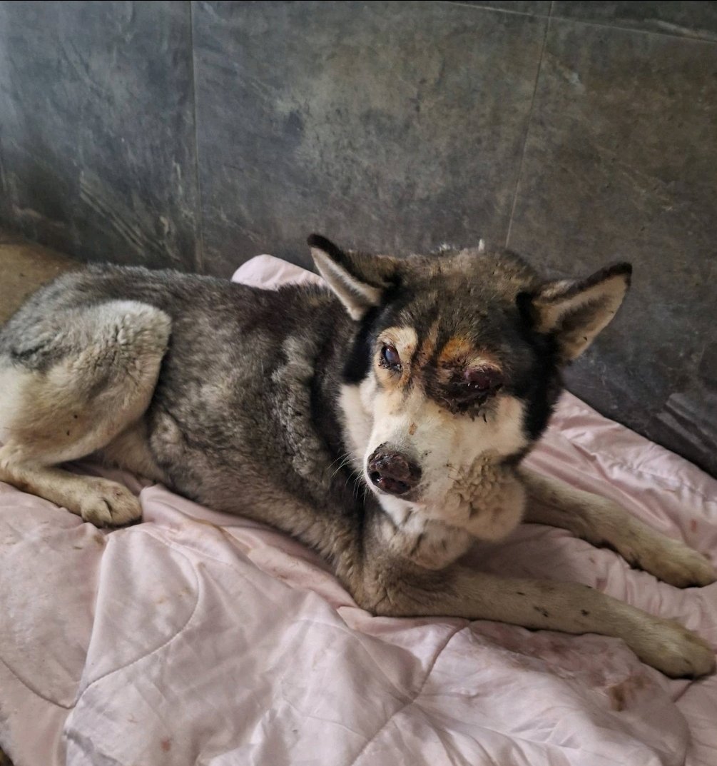 ჰასკი. ბინი