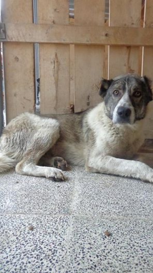 ქართული ნაგაზი ლომა