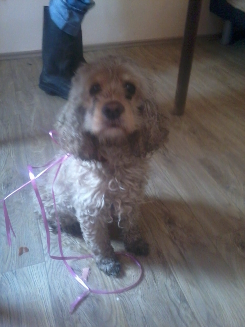 კოკერსპანიელი უცნობი